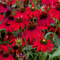 Heirloom Non-GMO Red Perennial Flower Seeds for Planting for planting in home garden