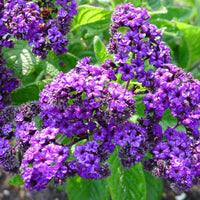 Heirloom Heliotrope Marine Flower Seeds, Non-GMO Fragrant Purple Blooms for Pollinator Garden Planting for planting in home garden