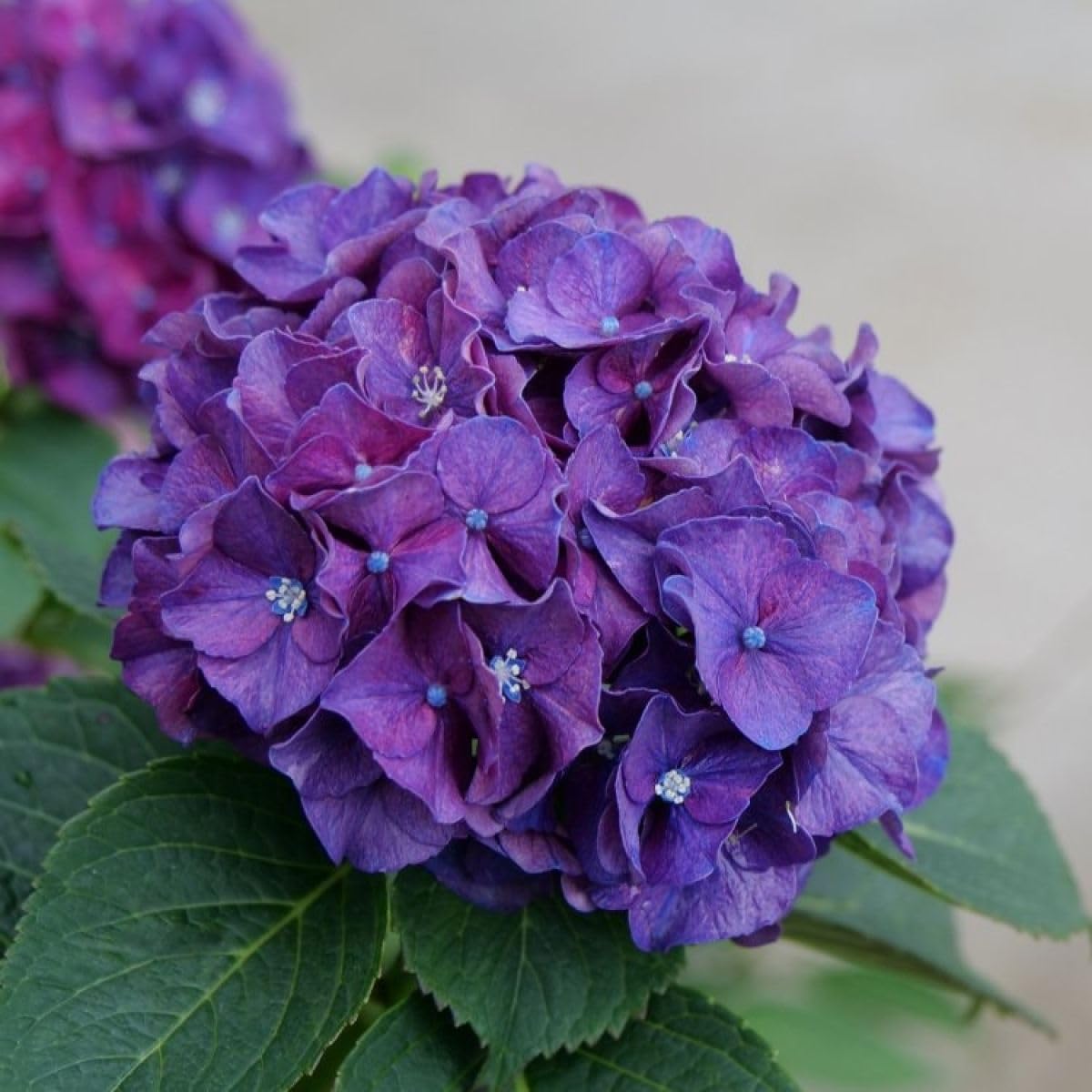 Heirloom Violet Hydrangea Flower Seeds, Non-GMO Garden Blooms for Planting for planting in home garden