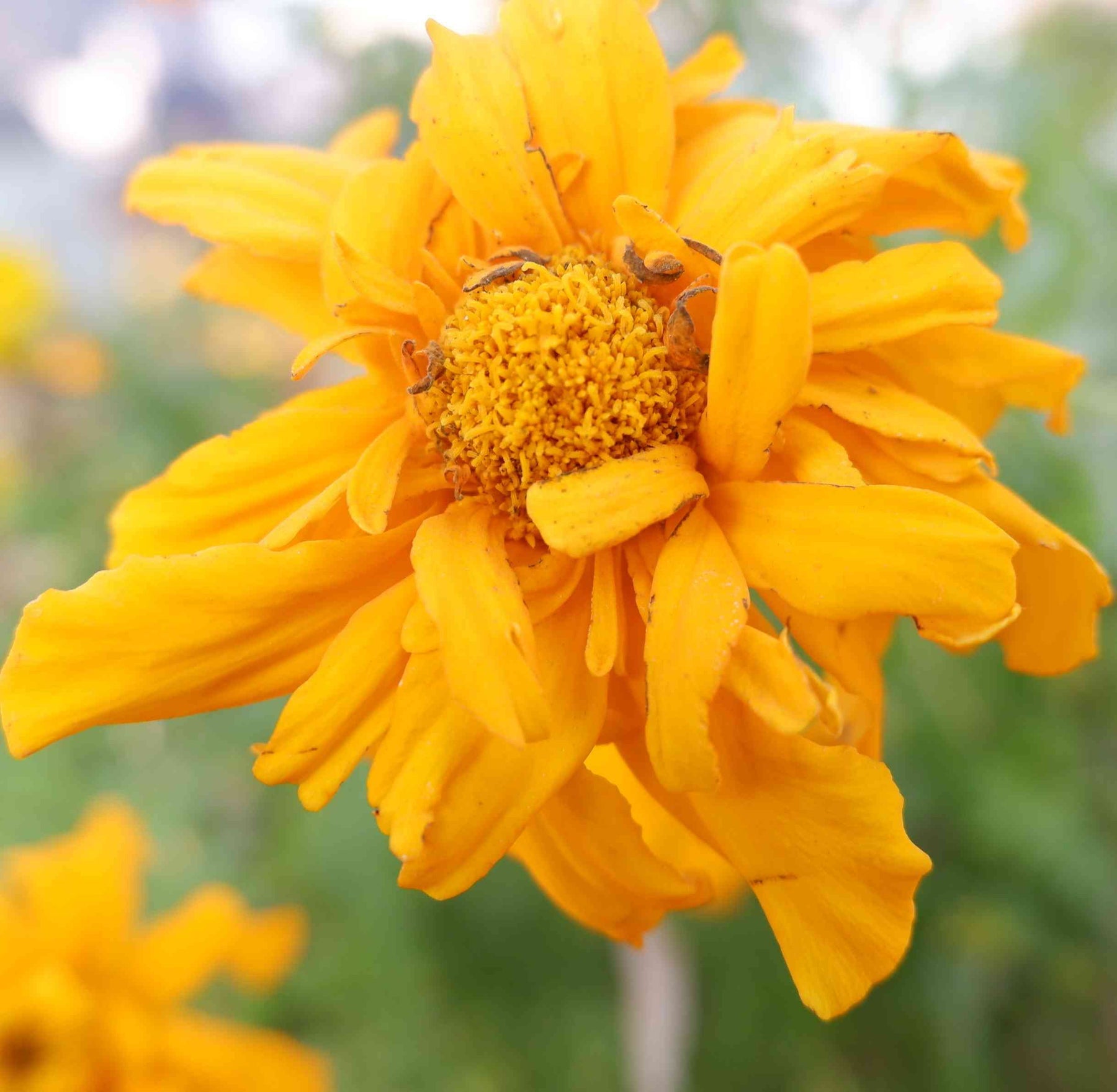 Marigold (Marigold scientific name) for planting in garden
