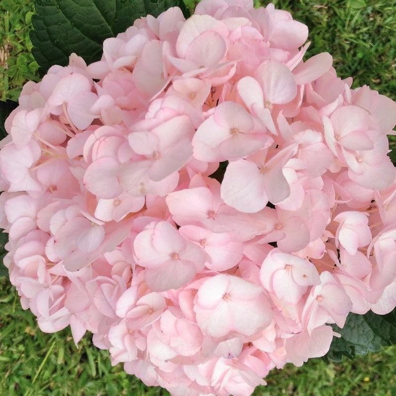 Heirloom Baby Pink Hydrangea Flower Seeds, Non-GMO Soft Blooms for Planting for planting in home garden