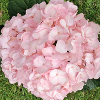 Heirloom Baby Pink Hydrangea Flower Seeds, Non-GMO Soft Blooms for Planting for planting in home garden