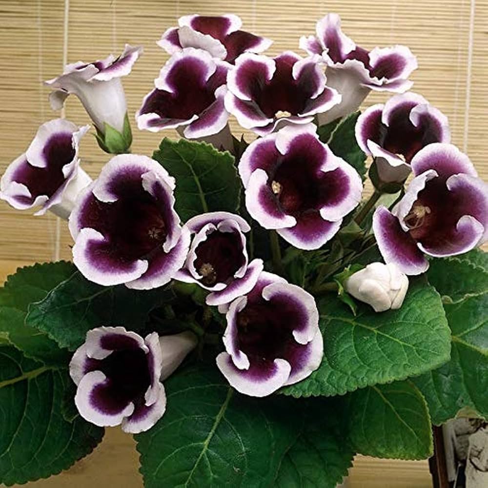 Gloxinia Flower Seeds, Heirloom, Non-GMO Vibrant Indoor Blooms for Planting for planting in home garden