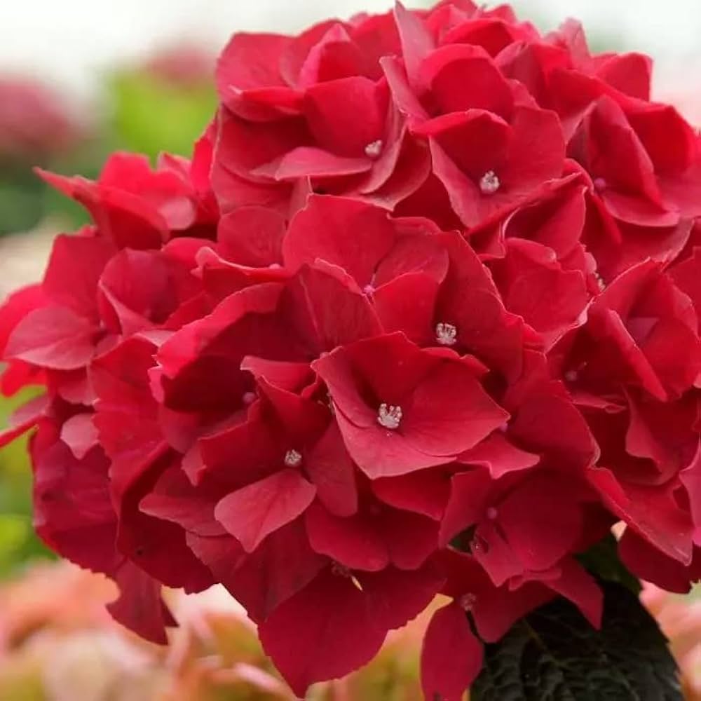 Heirloom Deep Red Hydrangea Flower Seeds, Non-GMO Vibrant Blooms for Planting for planting in home garden