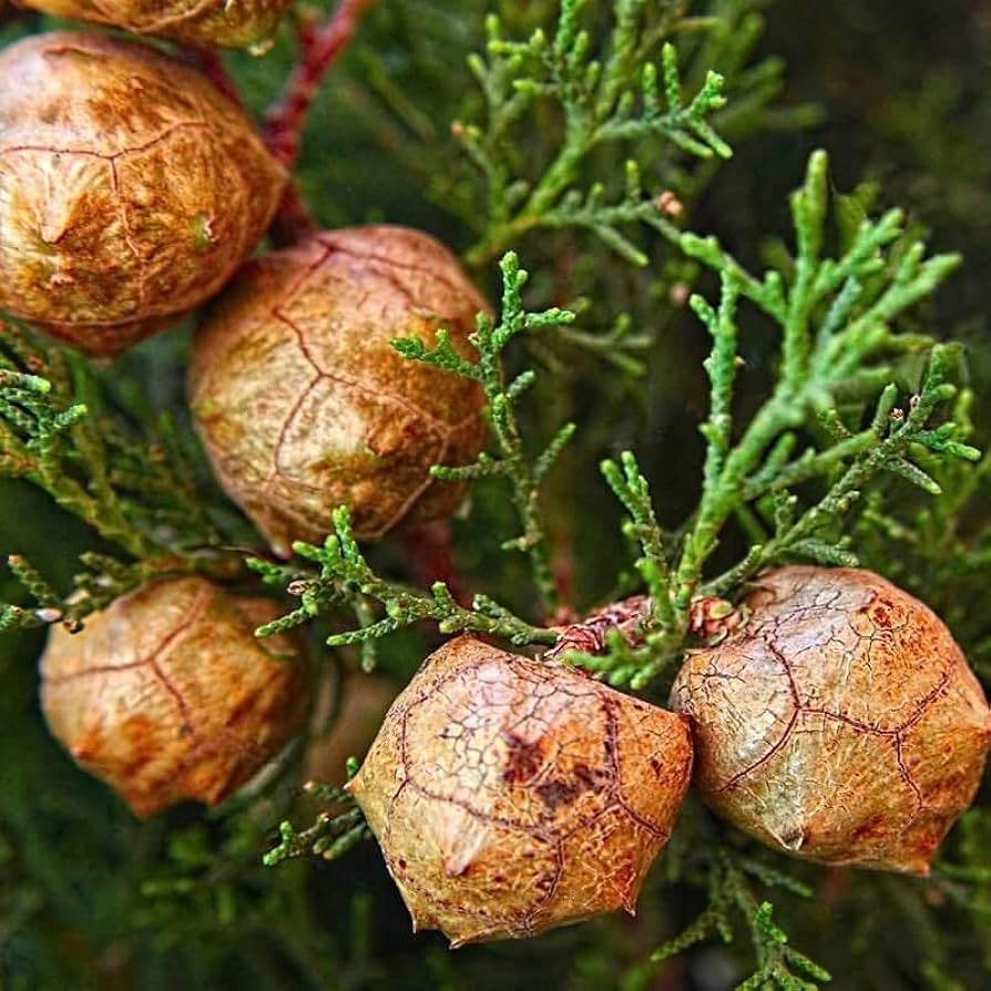 Italian Cypress Tree Seeds (Cupressus sempervirens) for planting in home garden