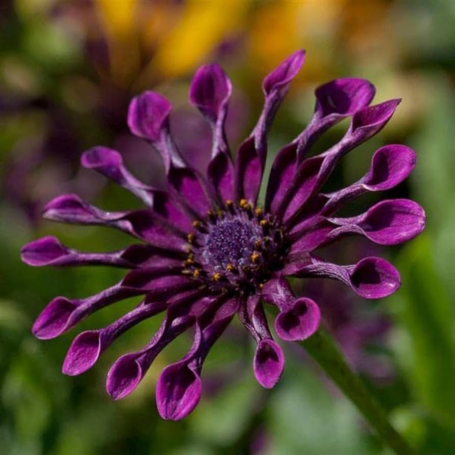 Chrysanthemum Power Spider Seeds for planting in home garden