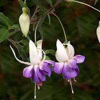 Purple White Fuchsia Flower Seeds for planting in home garden