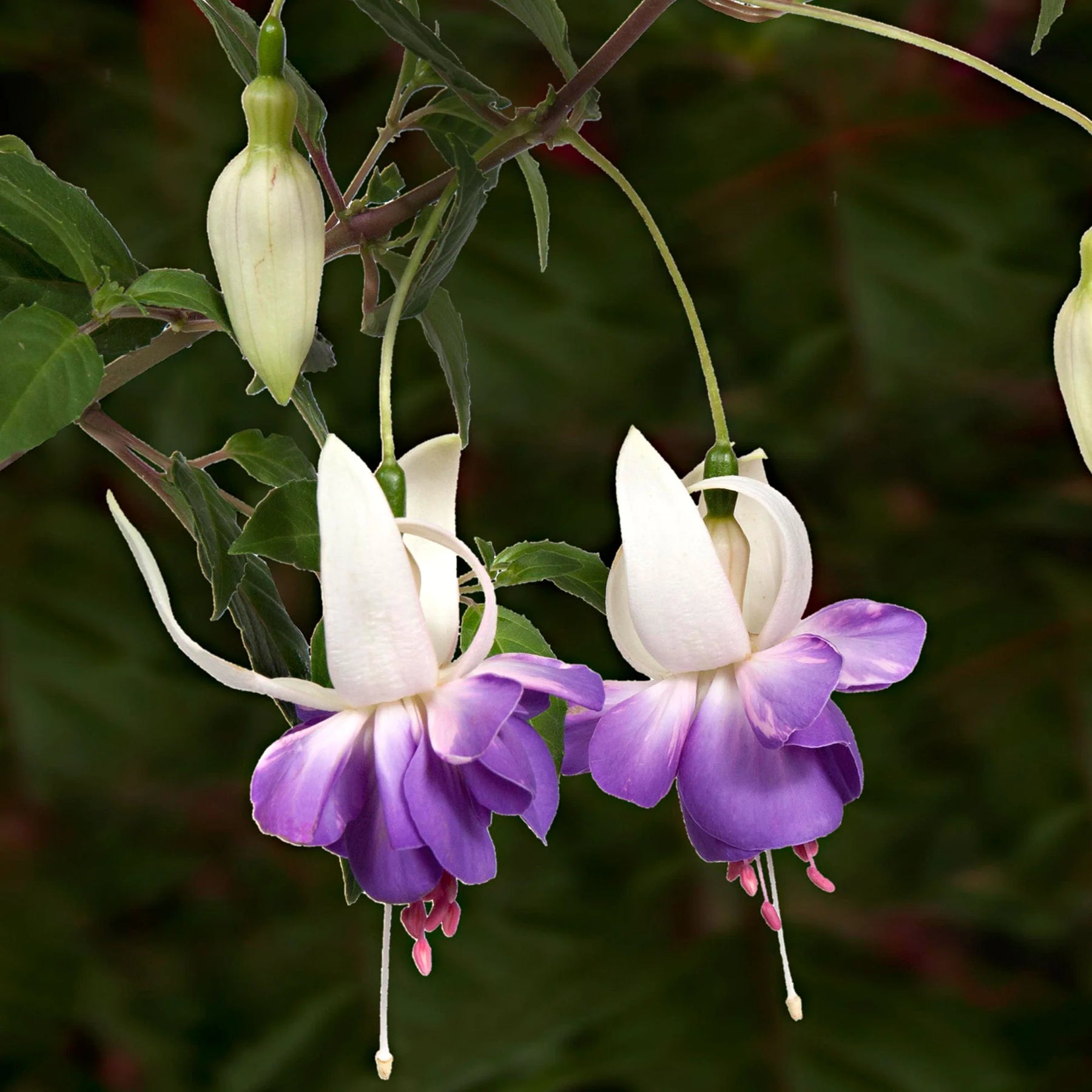 Purple White Fuchsia Flower Seeds for planting in home garden