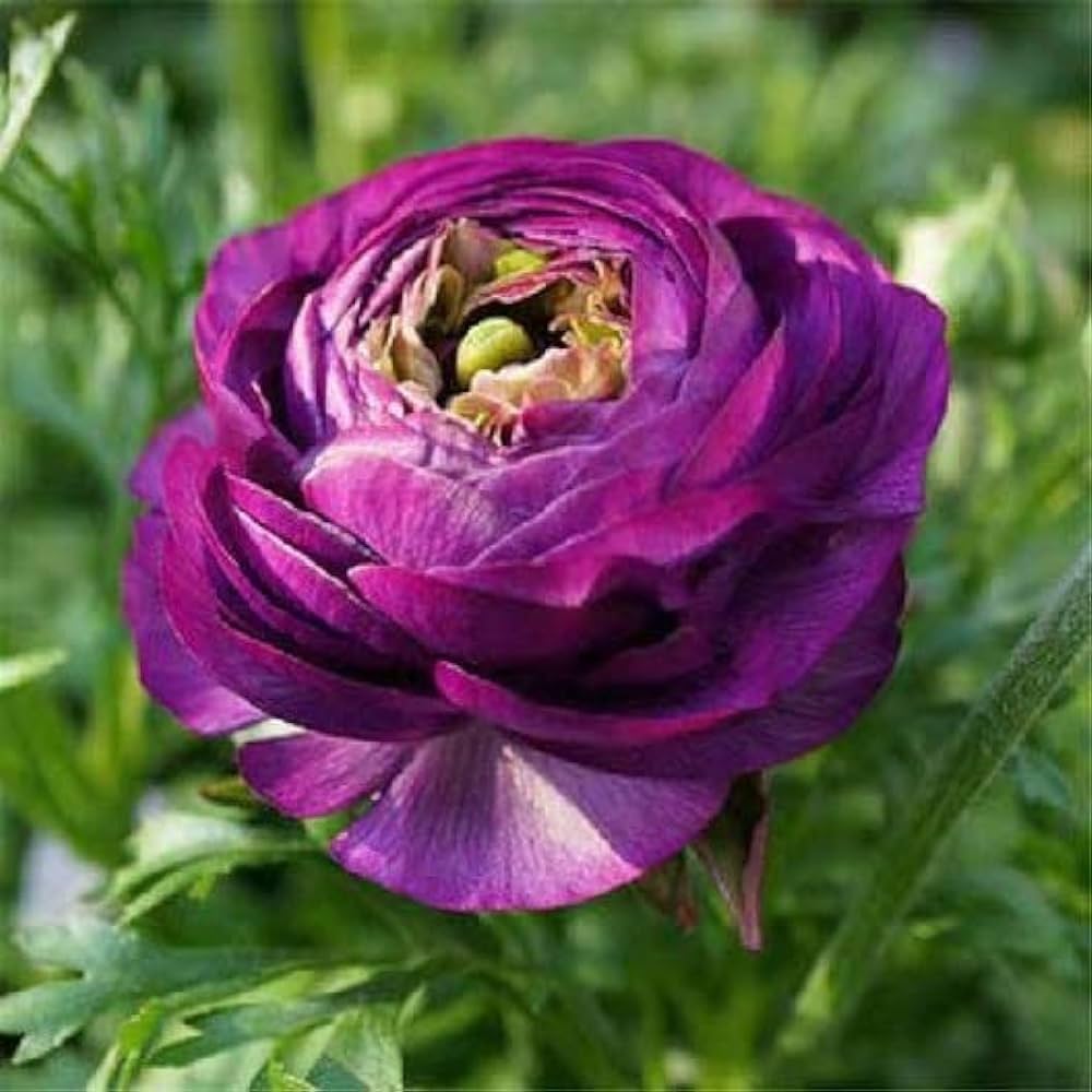 Ranunculus (Ranunculus scientific name) for planting in garden