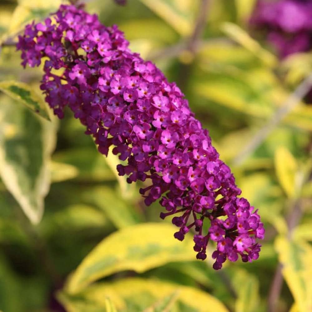 Violet Buddleia Davidii Plant Seeds for Planting for planting in home garden