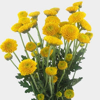 Heirloom Non-GMO Yellow Button Flower Seeds for Garden Planting for planting in home garden