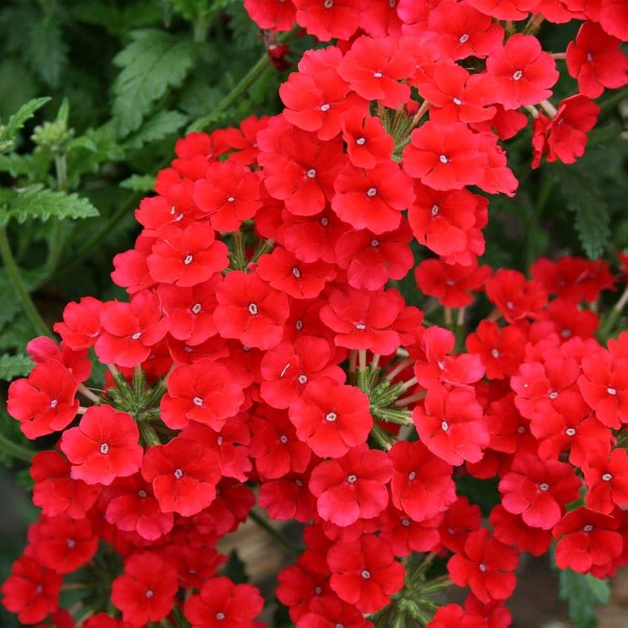 Heirloom Non-GMO Verbena Flower Seeds for Garden Planting for planting in home garden