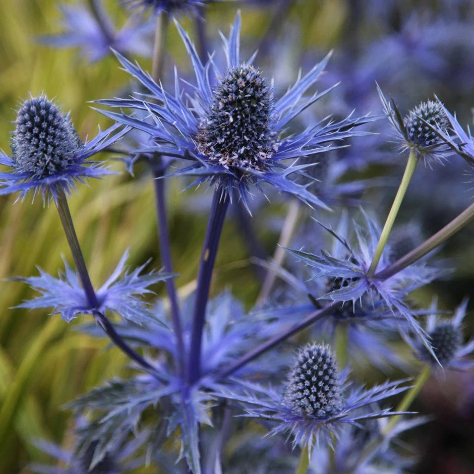 Heirloom Non-GMO Blue Eryngium Planum Flower Seeds for planting in home garden