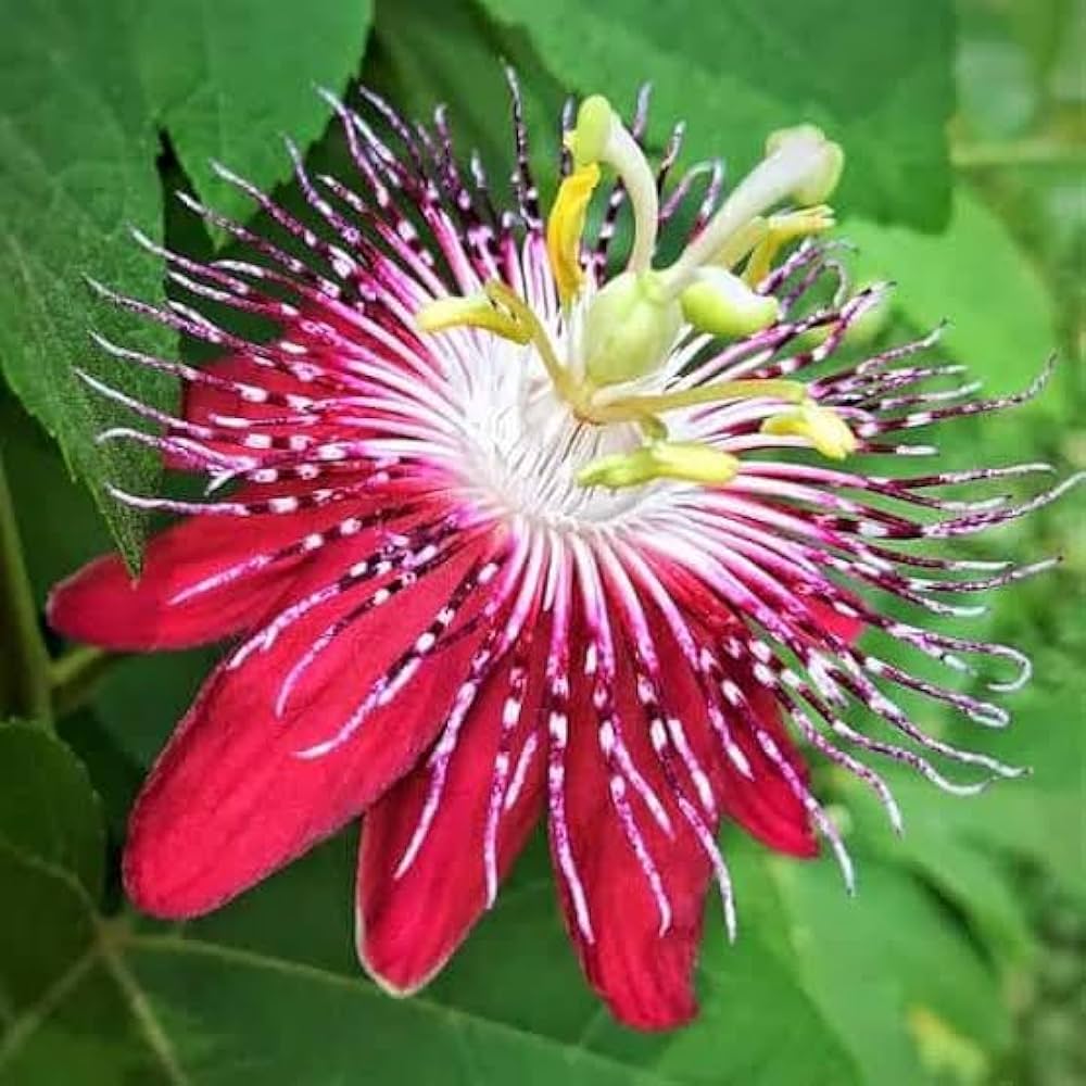 Organic Heirloom Red Winged-Stem Passion Flower Seeds for planting in home garden