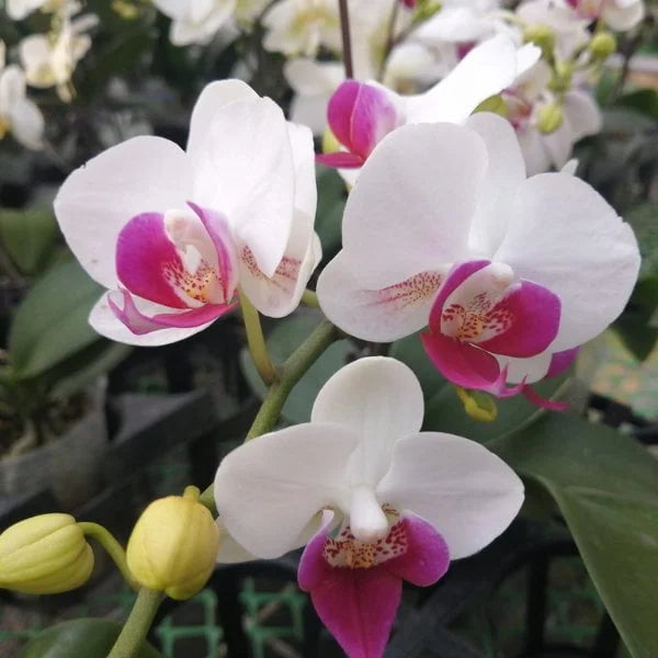 Phalaenopsis Orchid Flower Seeds for Garden Planting for planting in home garden