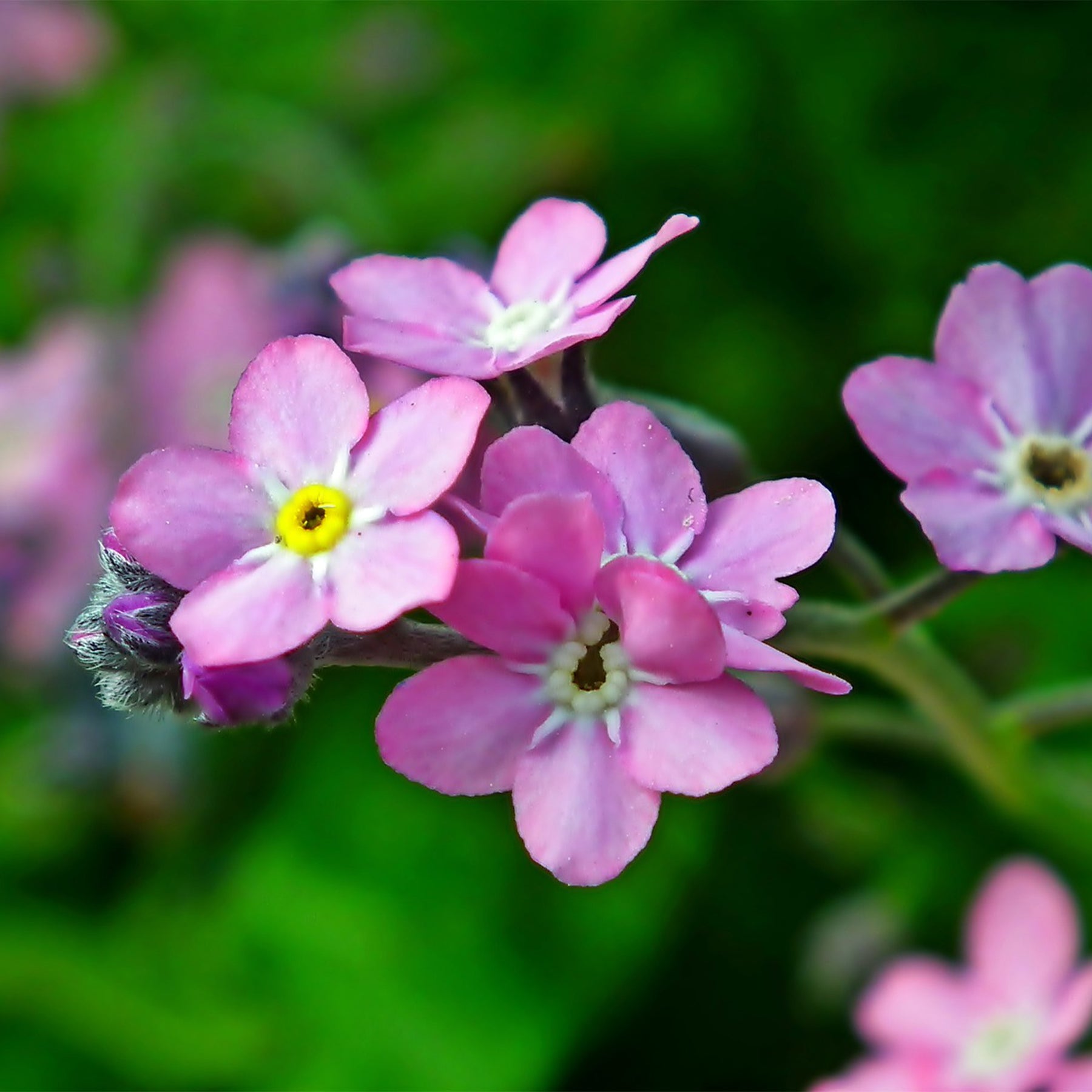 Heirloom Non-GMO Vergissmeinnicht Flower Seeds for planting in home garden