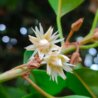 Mimusops Flower Seeds for planting in home garden