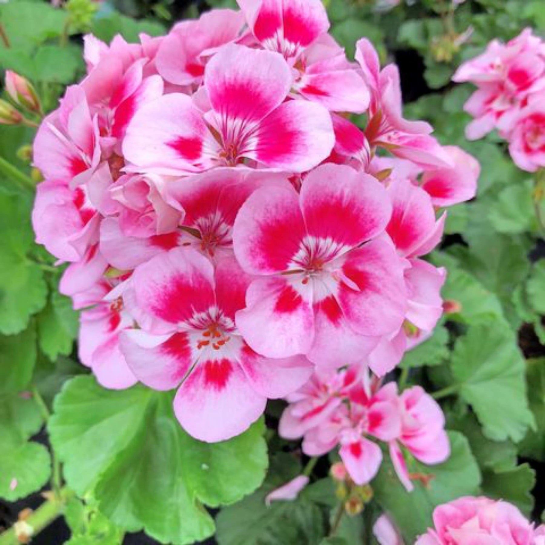 Heirloom Non-GMO Geranium Pelargonium Flower Seeds for Planting for planting in home garden