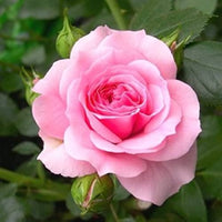 Rose (Rose scientific name) for planting in garden