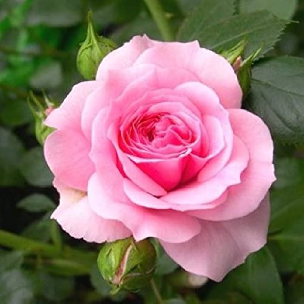 Rose (Rose scientific name) for planting in garden