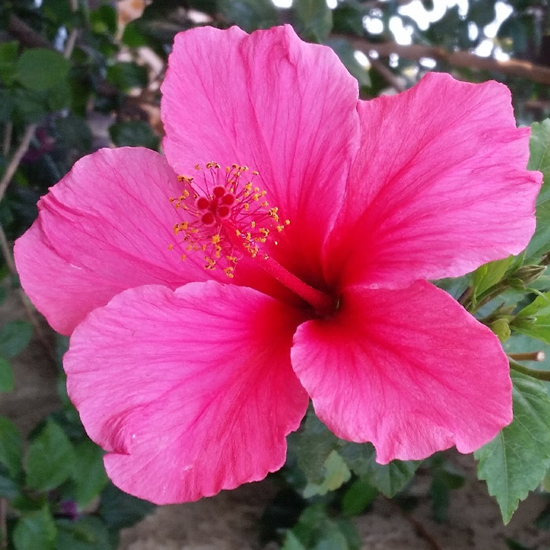 Heirloom Non-GMO Pink Hibiscus Rosa-Sinensis Flower Seeds for Planting for planting in home garden
