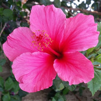 Heirloom Non-GMO Pink Hibiscus Rosa-Sinensis Flower Seeds for Planting for planting in home garden
