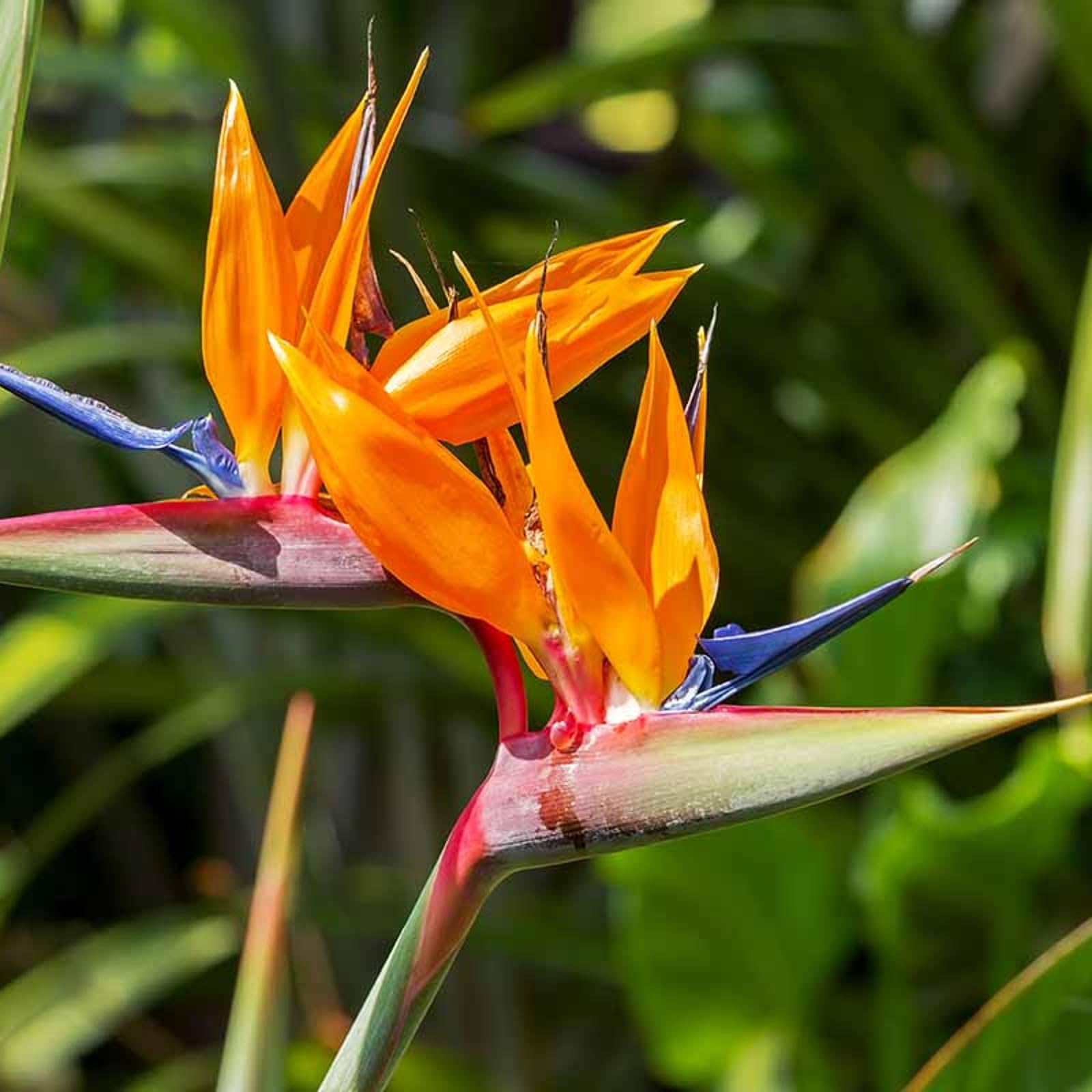 Heirloom Non-GMO Paradise Flower Seeds | Exotic Bird of Paradise Flower Seeds for Tropical Gardens for planting in home garden