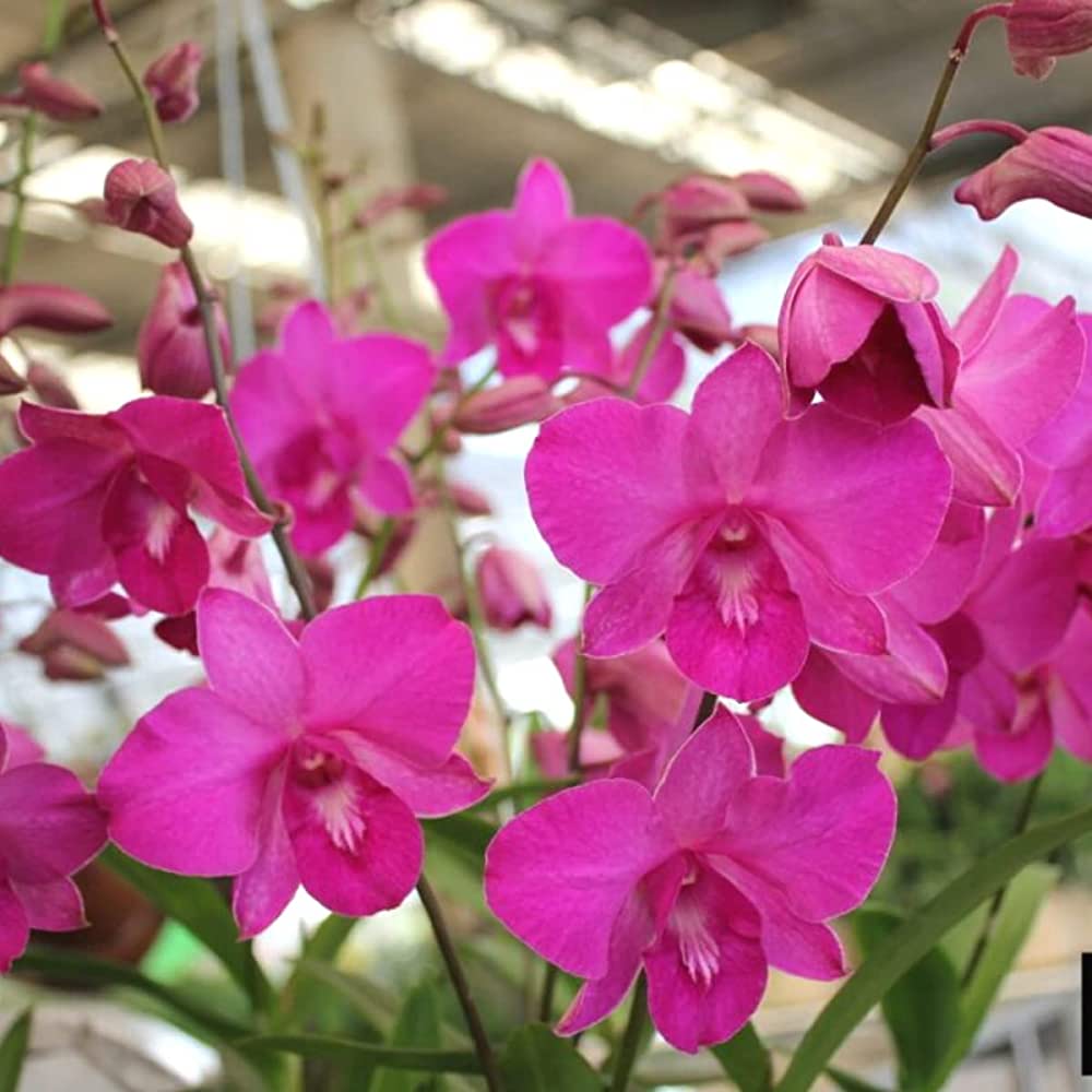 Pink Dendrobium Flower Seeds for planting in home garden