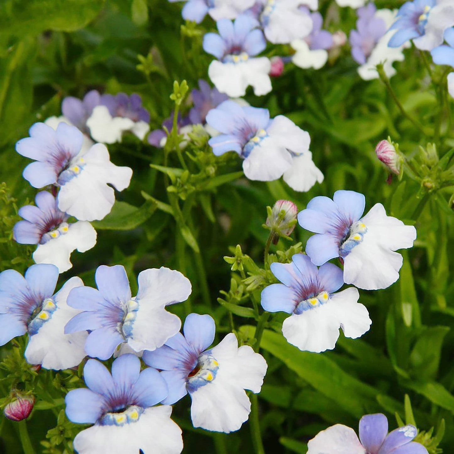 Blue White Nemesia Flower Seeds for planting in home garden