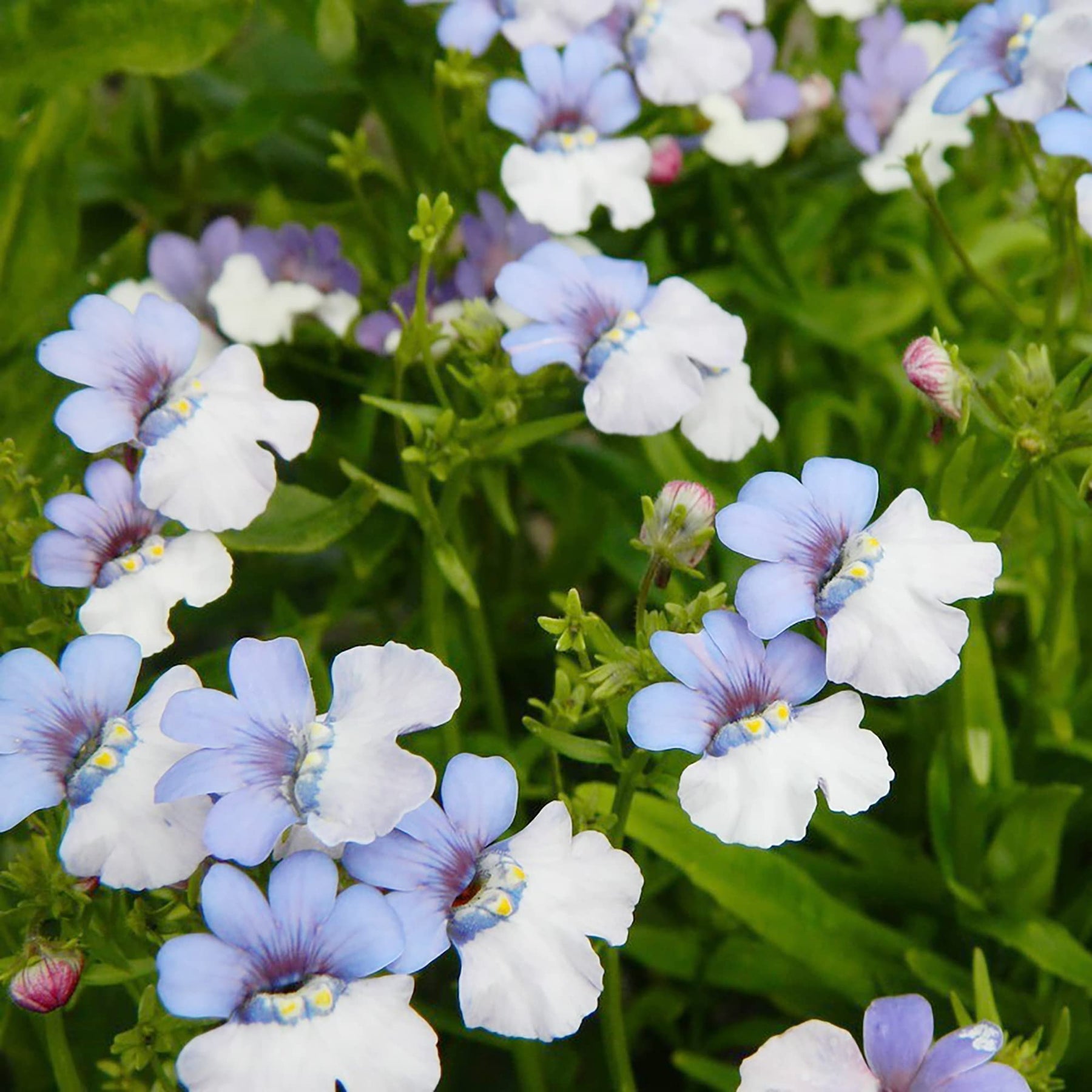 Blue White Nemesia Flower Seeds for planting in home garden