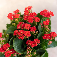 Red Kalanchoe Flower Seeds for Planting Succulent Blooms - Non GMO seeds for planting in home garden