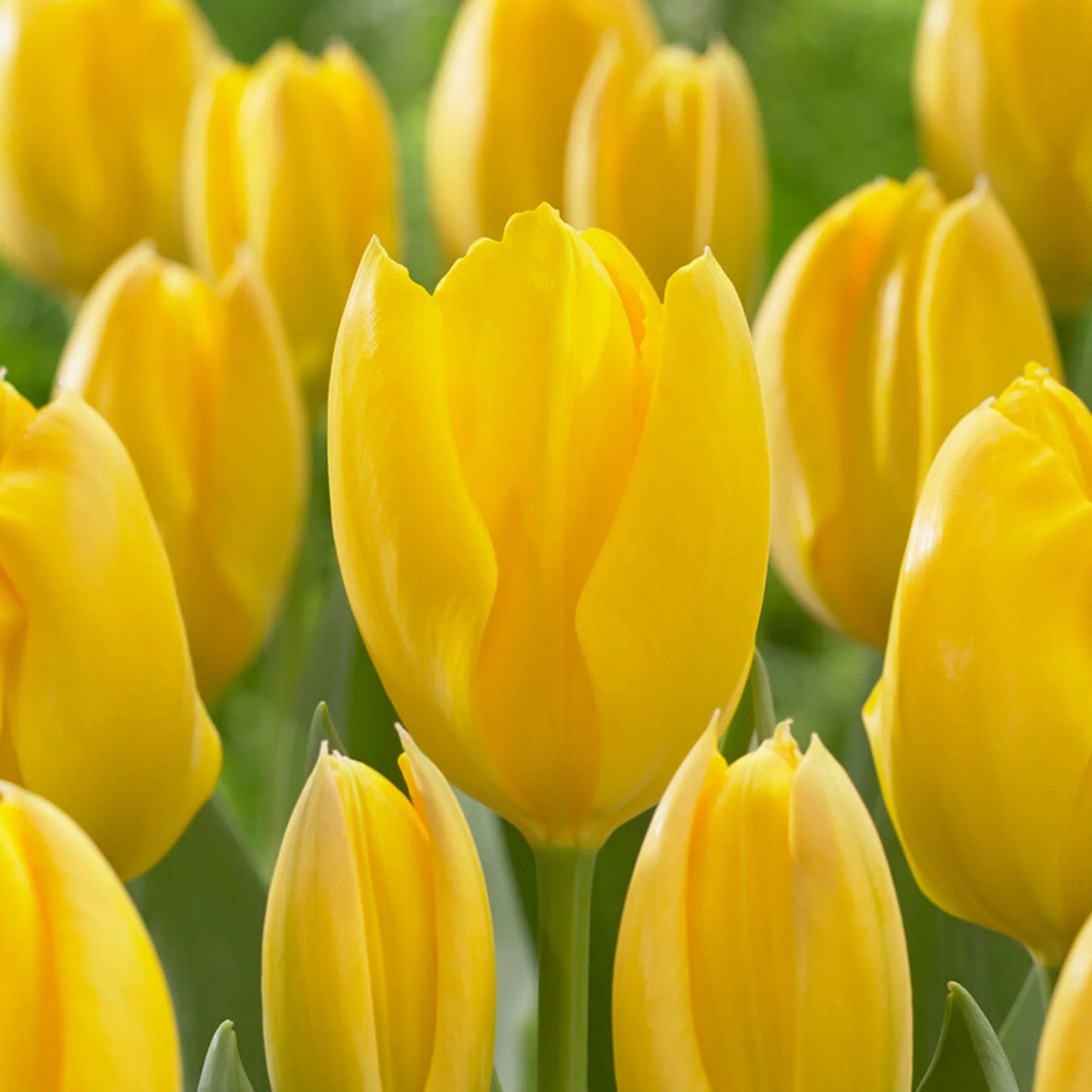 Yellow Tulip Flower Seeds for Planting for planting in home garden
