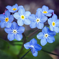 Organic Blue Myosotis Sylvatica Flower Seeds for Planting for planting in home garden