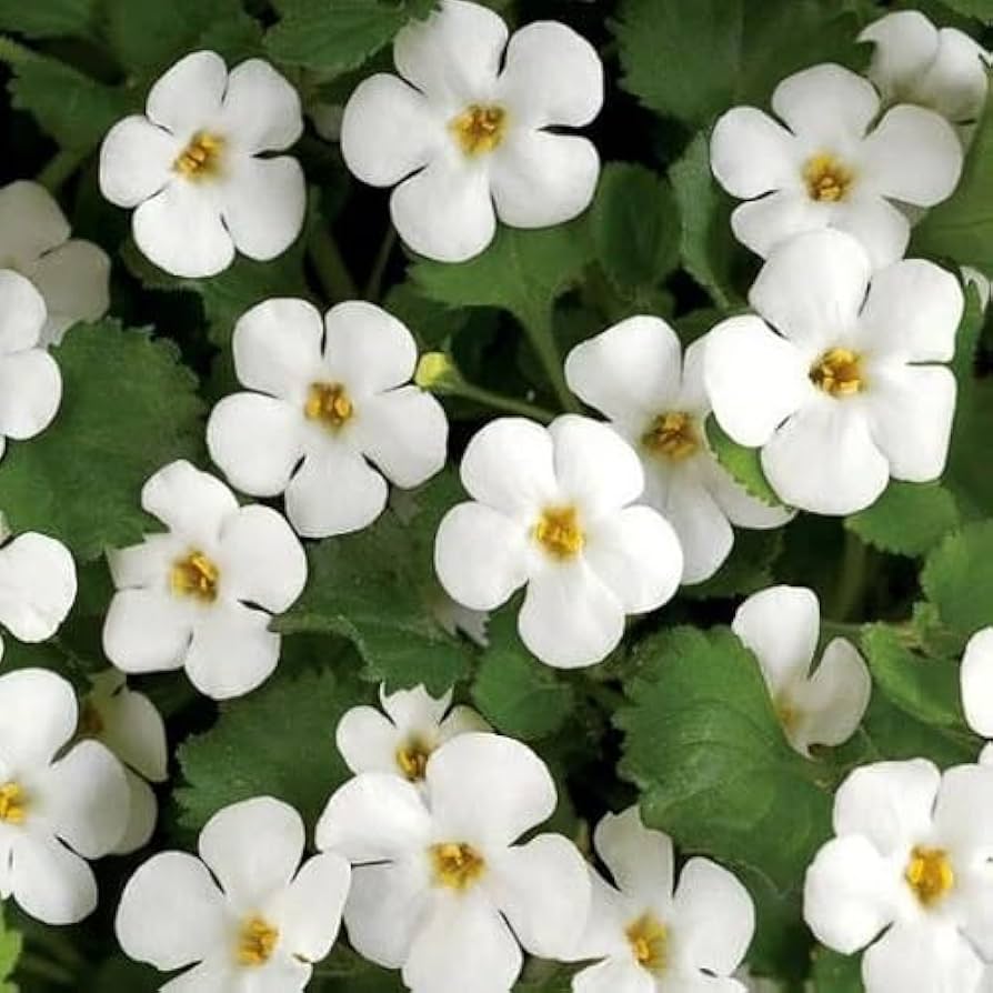 Heirloom Non-GMO White Bacopa Plant Seeds for Trailing Garden and Hanging Basket Planting for planting in home garden