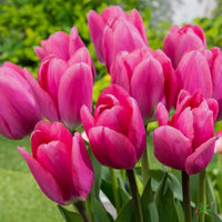 Deep Pink Tulip Flower Seeds for Planting for planting in home garden