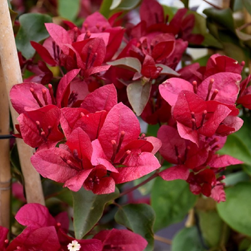 Maroon Bougainvillea flower seeds for Planting for planting in home garden