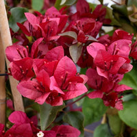 Maroon Bougainvillea flower seeds for Planting for planting in home garden