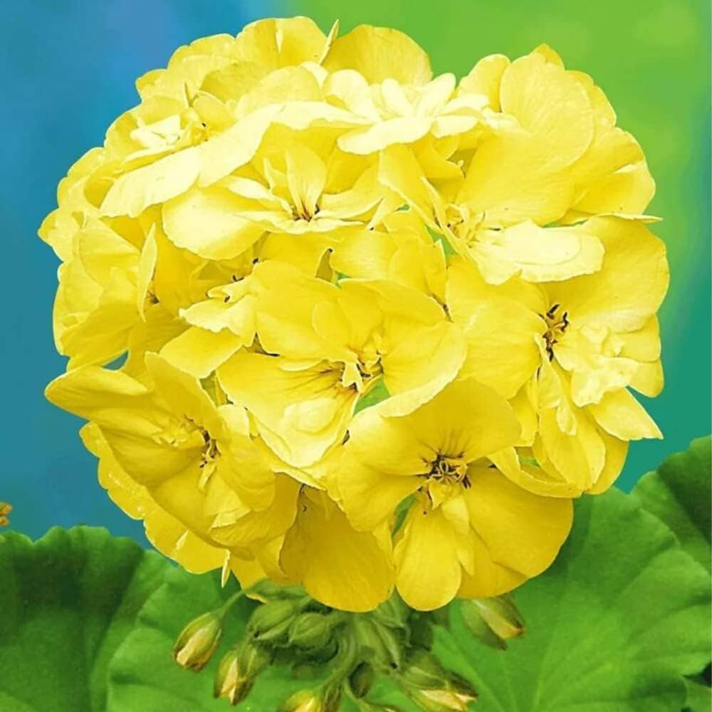 Heirloom Non-GMO Yellow Geranium Flower Seeds for Planting for planting in home garden