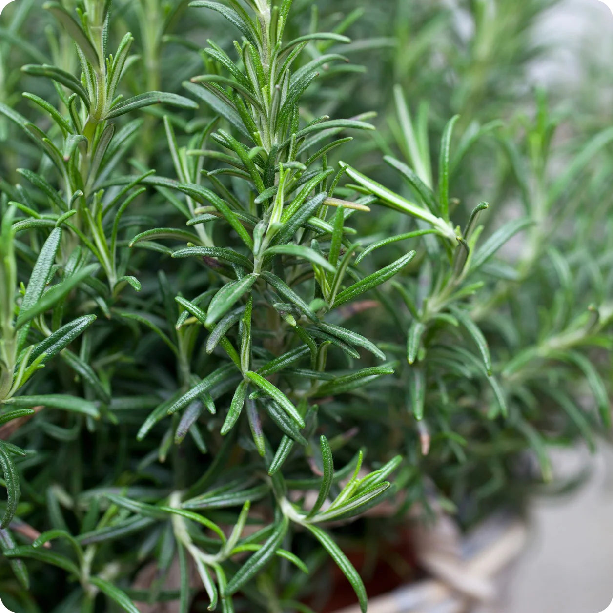 Aromatic Herb Rosemary Heirloom Non-GMO Seeds for Planting for planting in home garden