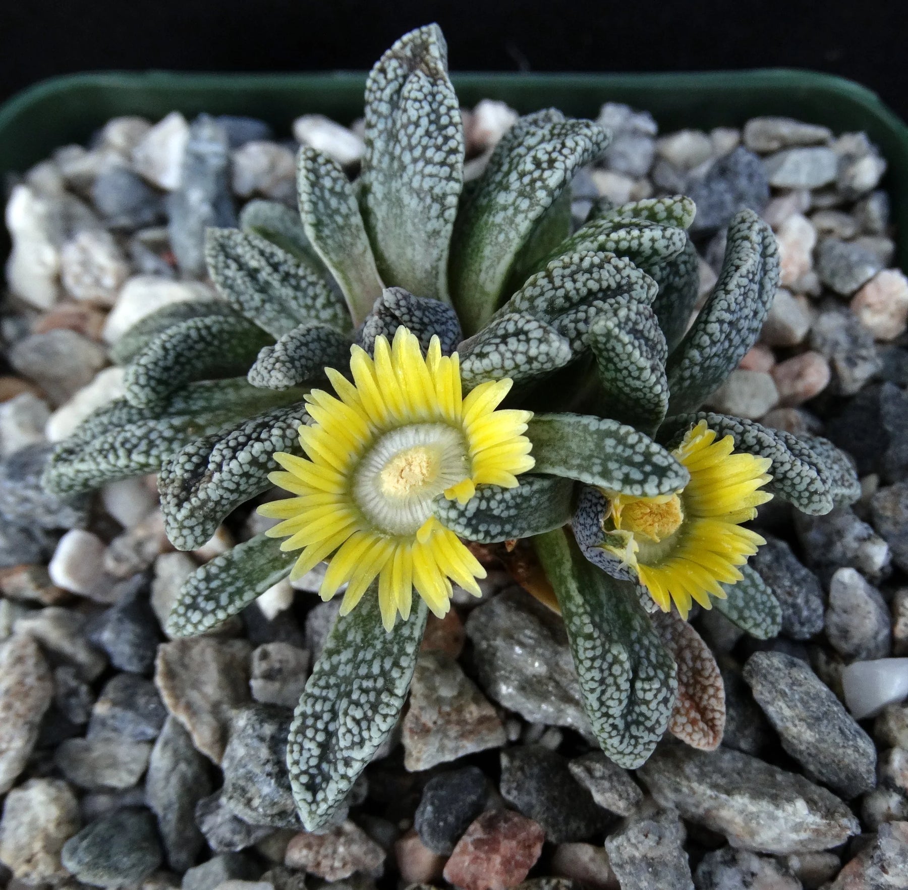 Yellow (Yellow scientific name) for planting in garden