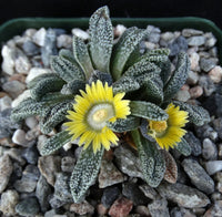 Yellow (Yellow scientific name) for planting in garden