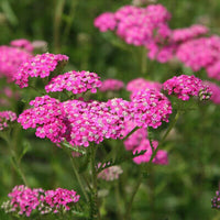 Heirloom Pink Yarrow Flower Seeds for Planting, Non-GMO, Vibrant Color Blooms for planting in home garden