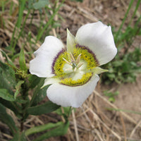 Seeds (Seeds scientific name) for planting in garden