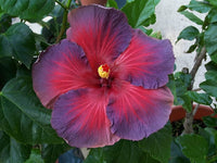 Ash Red Hibiscus Flower Seeds for planting in home garden