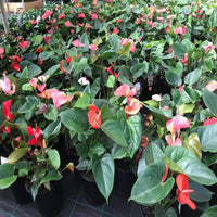 Multi-Colour Anthurium Flower Seeds for Planting Tropical - Non GMO seeds for planting in home garden
