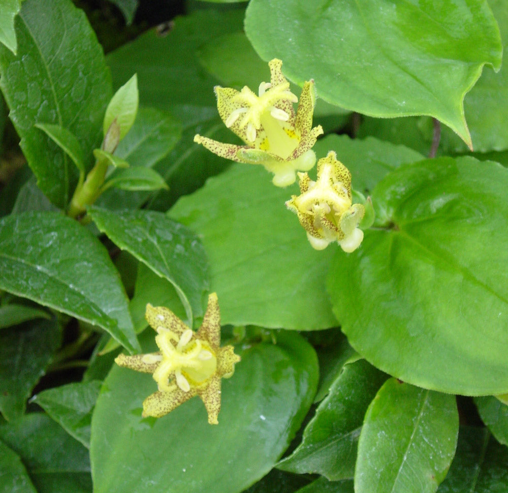 Heirloom Non-GMO Green Brown Tricyrtis Flower Seeds for Shade Garden Planting for planting in home garden