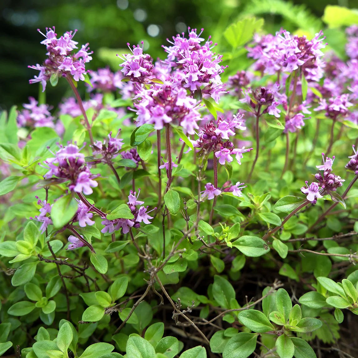 Heirloom Non-GMO Pink Creeping Thyme Plant Seeds for planting in home garden