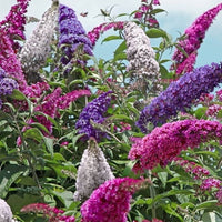 Heirloom Non-GMO Buddleia Trikolore Flower Seeds for Garden Planting for planting in home garden