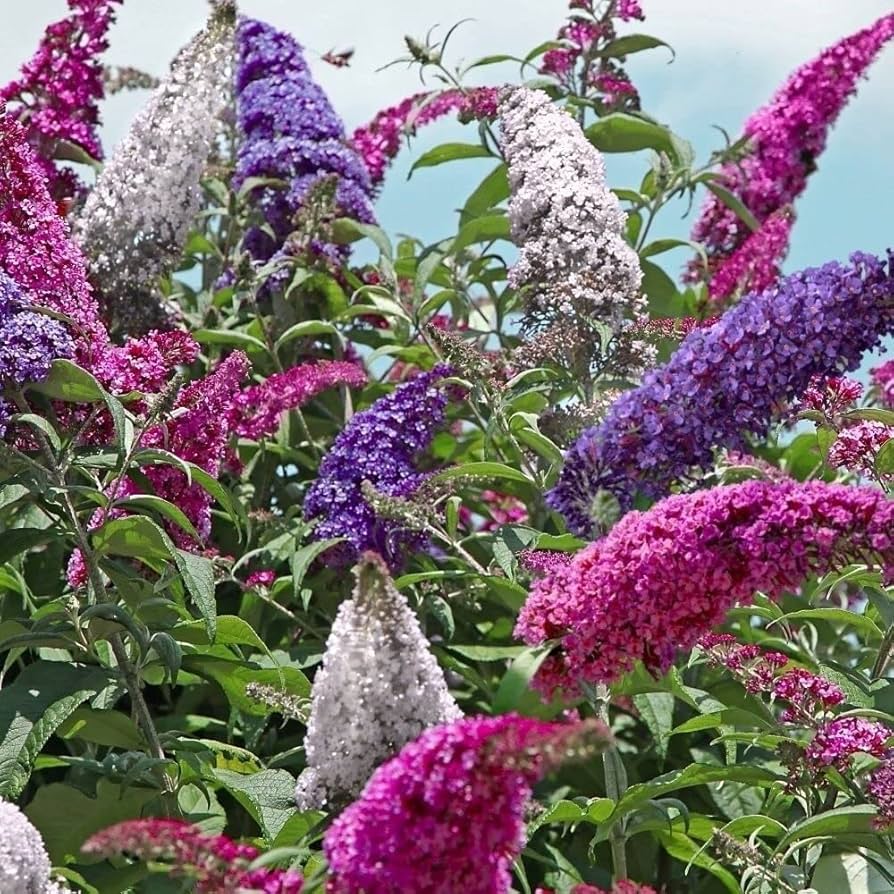 Heirloom Non-GMO Buddleia Trikolore Flower Seeds for Garden Planting for planting in home garden