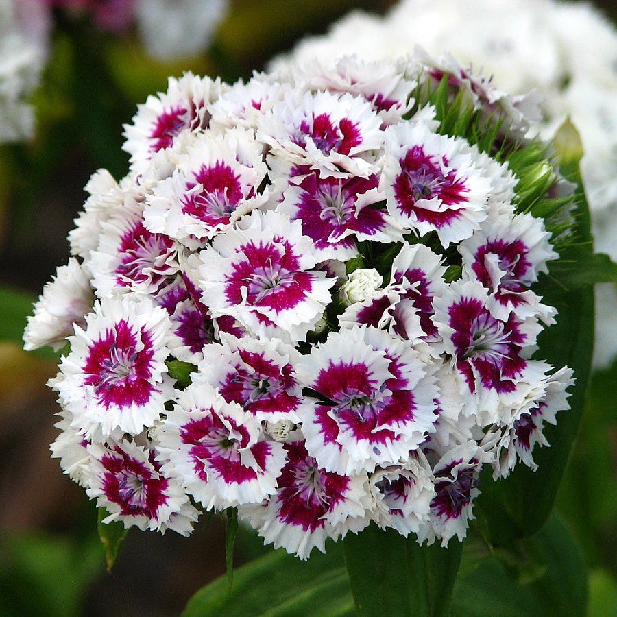 Heirloom Non-GMO White Violet Dianthus Flower Seeds for Dual-Tone Garden Displays and Fragrant Planting for planting in home garden